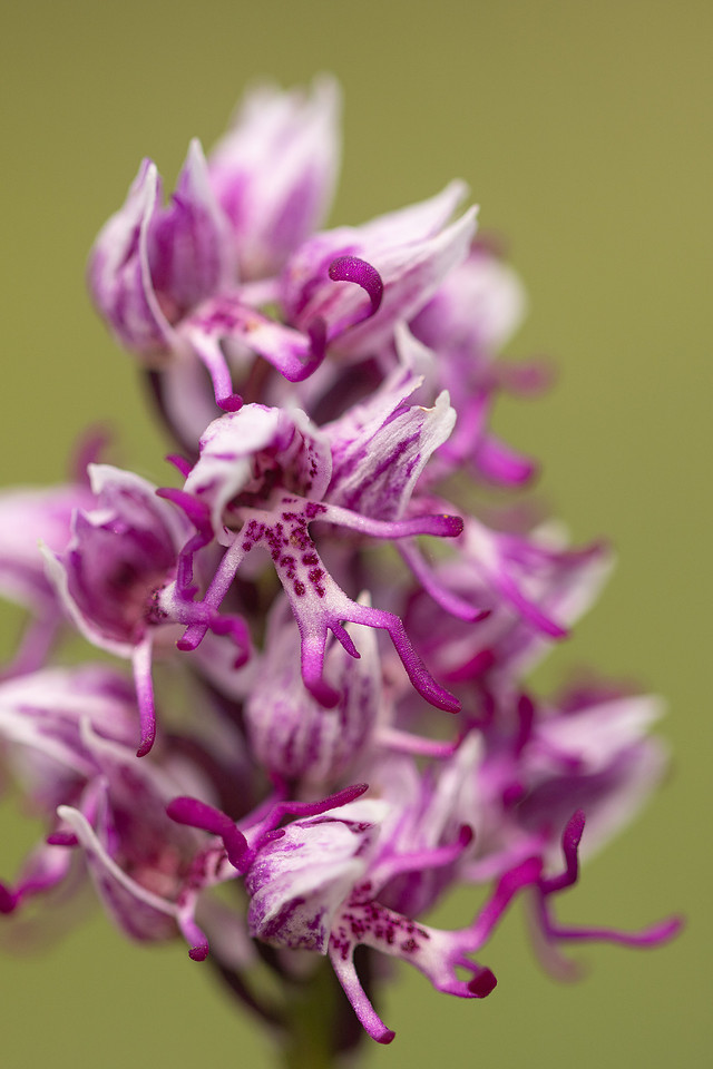 Monkey Orchid, Kent, May 2024