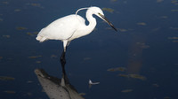 Little Egret, Oroklini Lake 2014