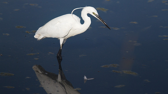 Little Egret, Oroklini Lake 2014