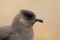 Arctic Skua,Snæfellsnes peninsula, Iceland, June 2022