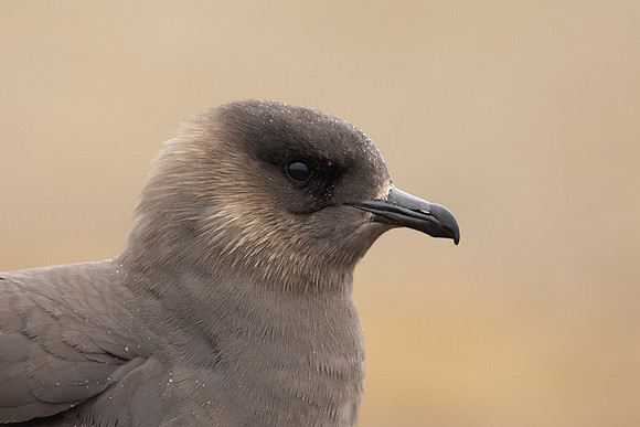 Arctic Skua,Snæfellsnes peninsula, Iceland, June 2022