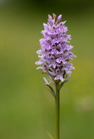 Common Spotted-orchid Orchid, Rudge Hill, June 2024