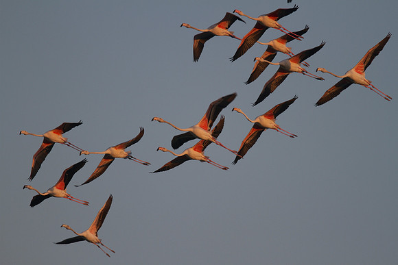 Greater Flamingo, Oroklini Lake 2014