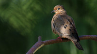 Eared Dove, Bubali Pond, Aruba, November 2015