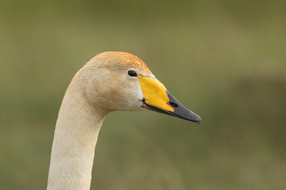 Whooper Swan, Floi, Iceland, June 2022