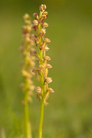 Man Orchid, Wye nature reserve, May 2024