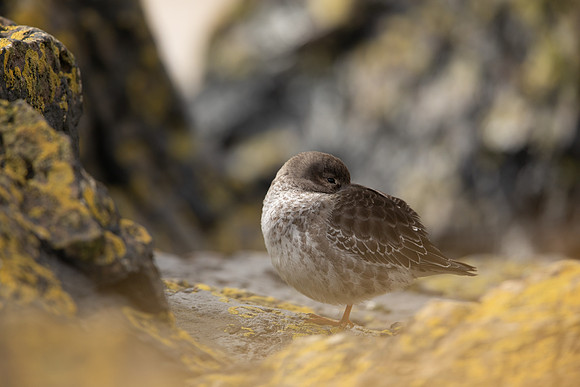 Purple Sandpiper, Portishead, Feb 2022