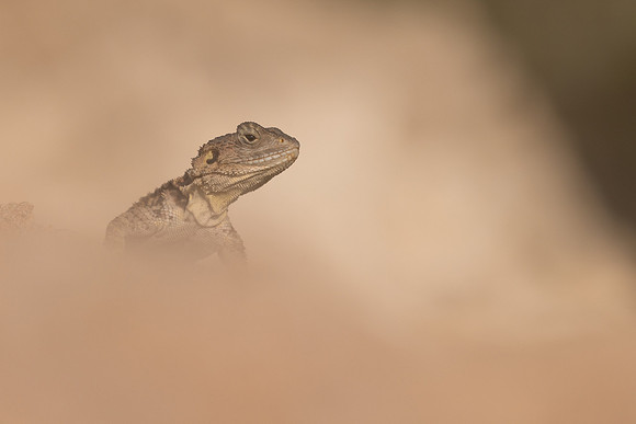 Cyprus Rock Agama, Cape Grecko, Cyprus, July 2024