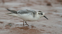 Grey Phalarope, Budleigh Salterton, October 2014