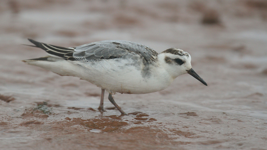 Grey Phalarope, Budleigh Salterton, October 2014