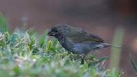 Black-faced Grassquit, Palm Beach, Aruba, November 2015