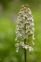 Lady Orchid