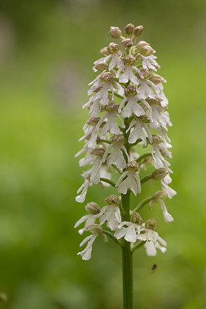 Lady Orchid, Bonsai Bank, May 2024