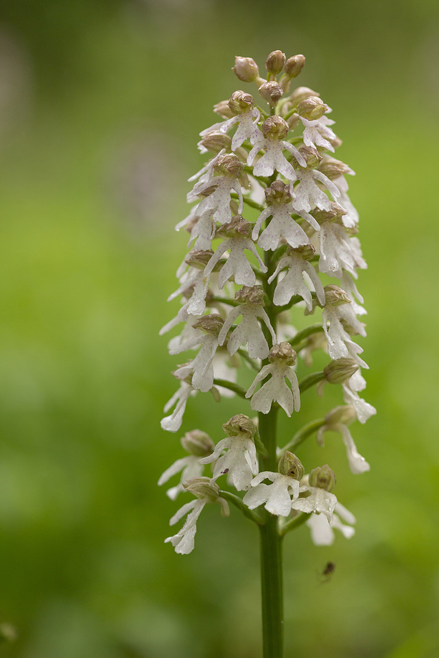 Lady Orchid, Bonsai Bank, May 2024