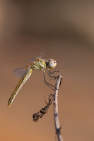 Red-veined Darter, (female) Cape Greco, Cyprus, July 2024