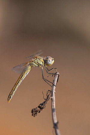 Red-veined Darter, (female) Cape Greco, Cyprus, July 2024