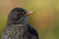 Blackbird, Tytherington, May 2021