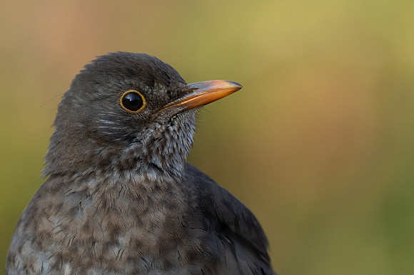 Blackbird, Tytherington, May 2021