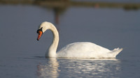 Mute Swan, New Passage, September 2014.