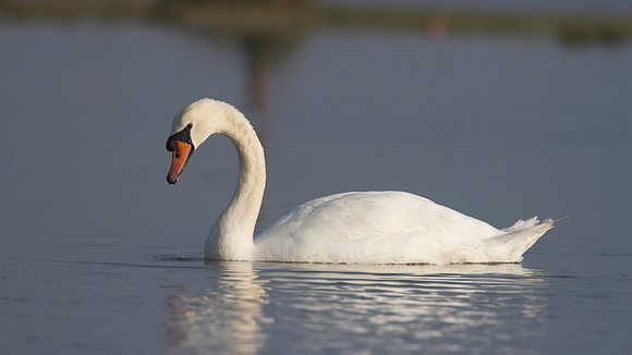 Mute Swan, New Passage, September 2014.