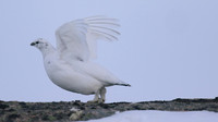 Ptarmigan, Cairngorms, Feb 2015