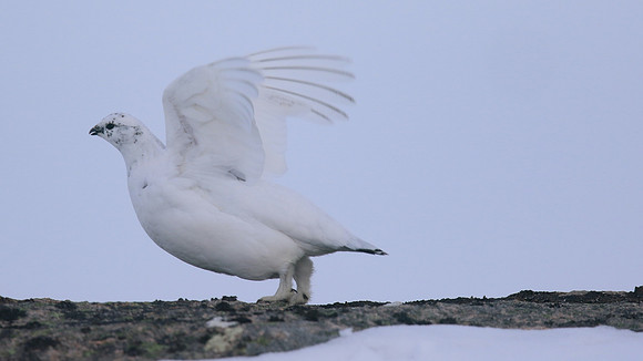 Ptarmigan, Cairngorms, Feb 2015