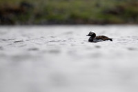 Long-tailed Duck, Raufarhofn, June 2022