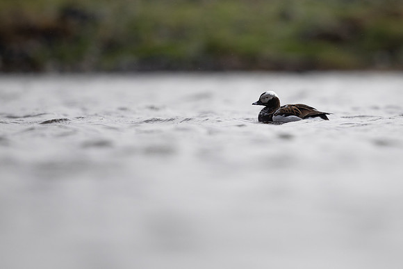 Long-tailed Duck, Raufarhofn, June 2022
