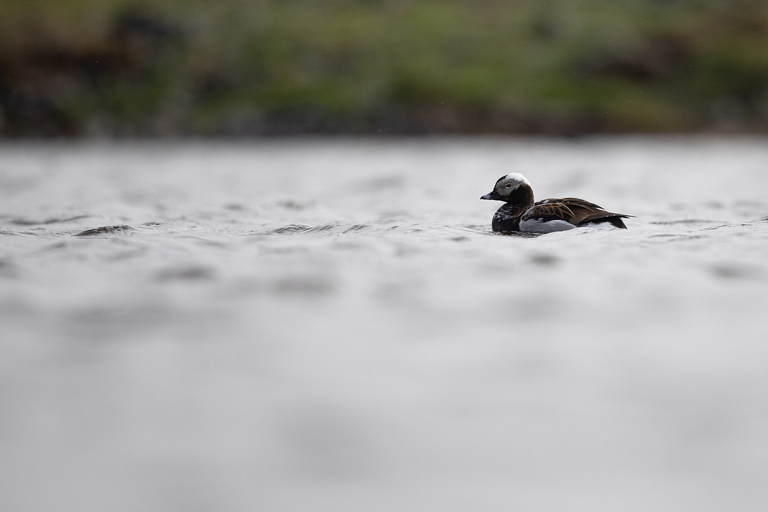 Long-tailed Duck, Raufarhofn, June 2022