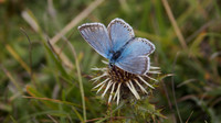 Chalkhill Blue, Breakheart Quarry, July 2015