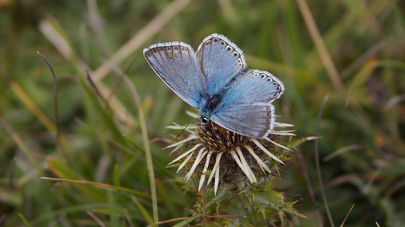 Chalkhill Blue, Breakheart Quarry, July 2015