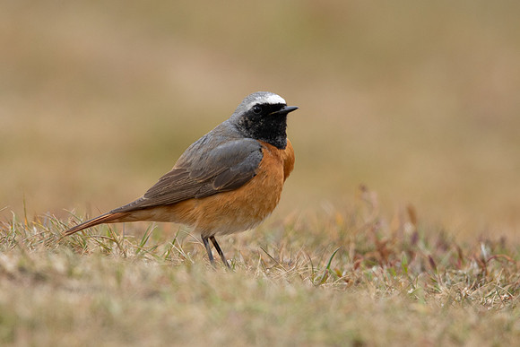 Redstart (male) Thursley Common, April 2021
