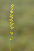 Bog Orchid, New Forest, July 2024.