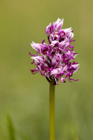Monkey Orchid, Kent, May 2024