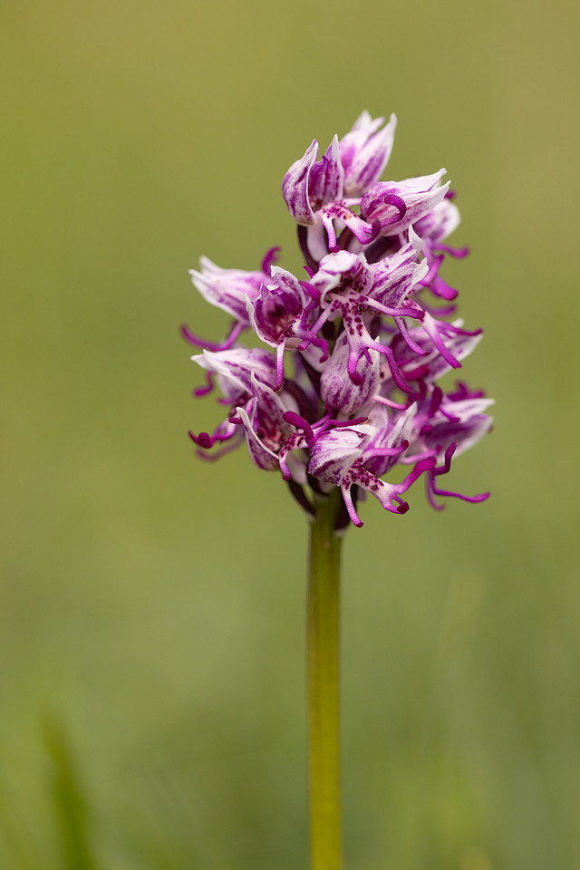 Monkey Orchid, Kent, May 2024