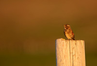 Redwing,Blondous, Iceland, June 2022