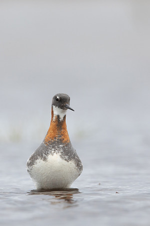 Red-necked Phalarope, Floi,  Iceland, June 2022