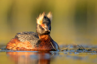 Slavonian grebe