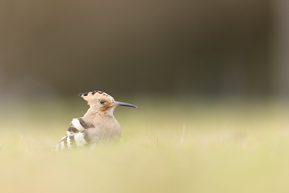 Hoopoe, Swansea, October 2024