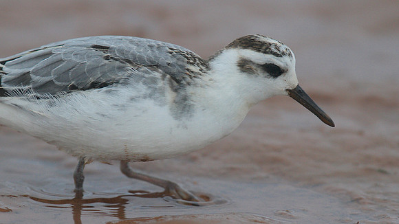 Grey Phalarope, Budleigh Salterton, October 2014