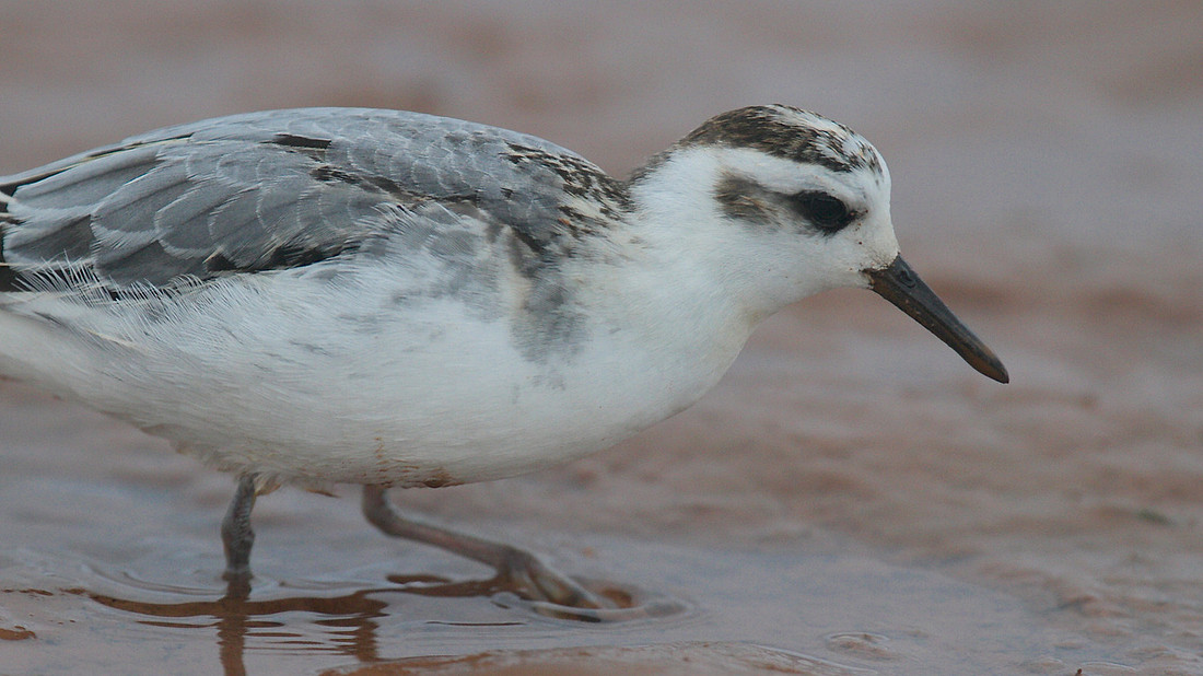 Grey Phalarope, Budleigh Salterton, October 2014