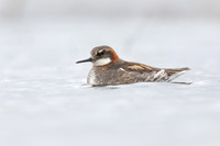 Red-necked Phalarope, Floi,  Iceland, June 2022