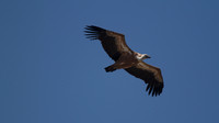 Griffon Vulture (rare breeder on Cyprus) Kensington Cliffs 2014