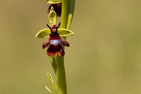 Fly Orchid, Selsey Common, May 2024