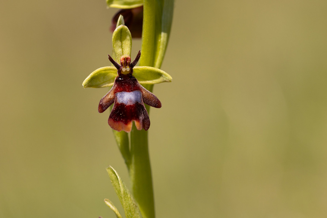 Fly Orchid, Selsey Common, May 2024
