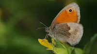 Small Heath