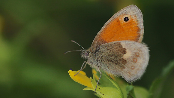 Small Heath, Daneway Banks, June 2016