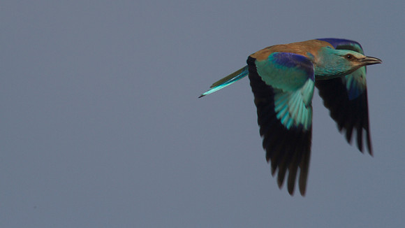 Roller, Larnaca Salt Lake 2014