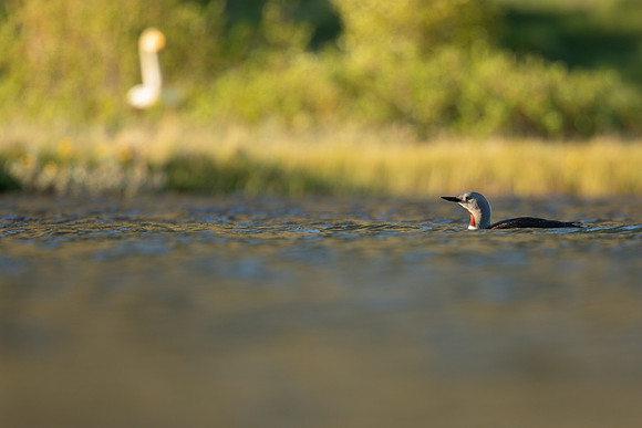 Red-throated Diver, Iceland, June 2022