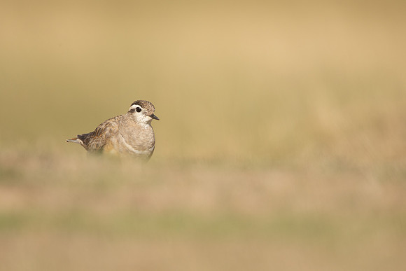 Dotterel, Cleeve Common, September 2022